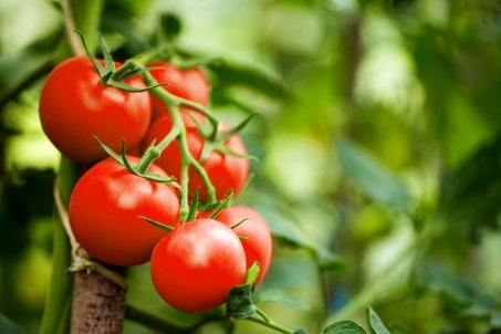 La tomate : aliment star de l’été