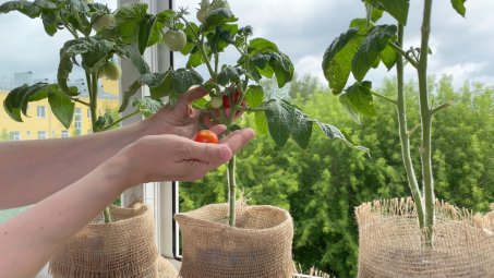 5 fruits et légumes faciles à cultiver chez soi