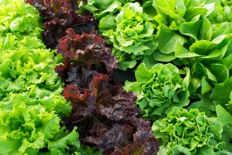Quelle variété de salade choisir pour un rééquilibrage alimentaire ?