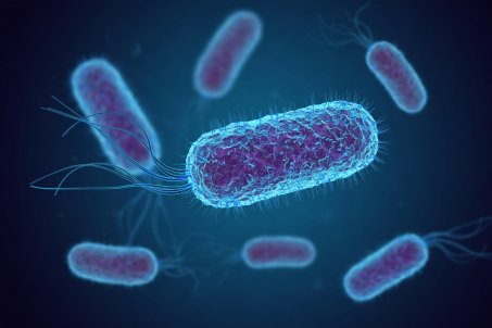 Bactérie E.coli : quels aliments faut-il éviter, notamment pour les enfants ?