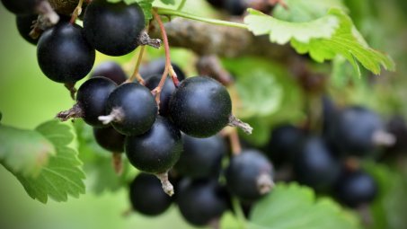Cassis : le superfruit noir aux multiples bienfaits