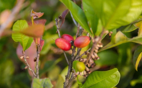 La miraculine : la vérité sur ce fruit miracle