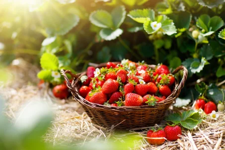 Les bienfaits des fraises