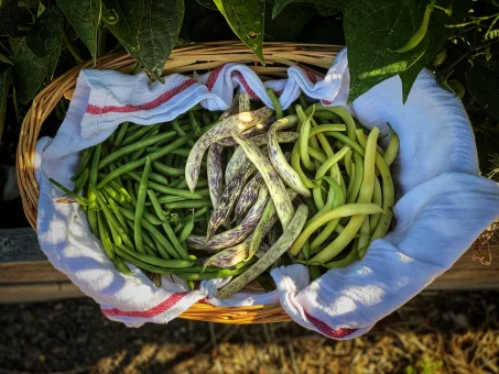 4 bienfaits des haricots verts pour prendre soin de votre santé 