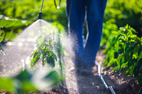 10 bonnes raisons d’arrêter de manger des pesticides