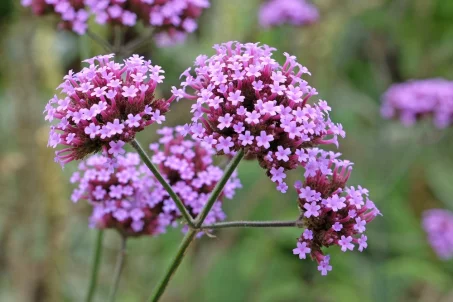 Verveine : une plante aux mille vertus