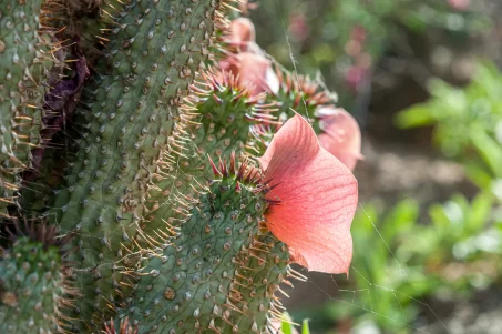 Les bienfaits de l'Hoodia Gordonii : un allié ancestral pour votre bien-être moderne