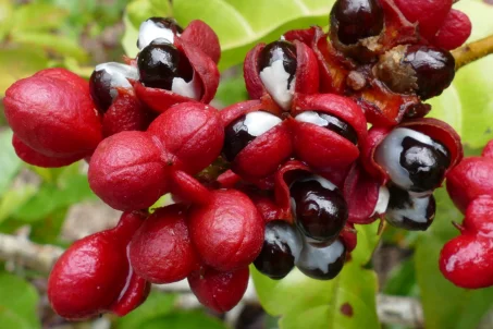 Les vertus du guarana : élixir d'énergie et de vitalité