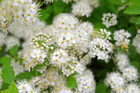 Les bienfaits de la reine des prés : une alliée naturelle pour votre santé