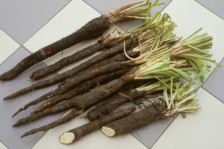 Les bienfaits de la scorsonère : découvrez ce légume racine étonnant !