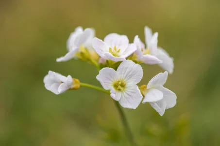 Les bienfaits de la cardamine des prés