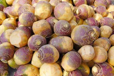 Rutabaga : un légume-racine rustique et nutritif