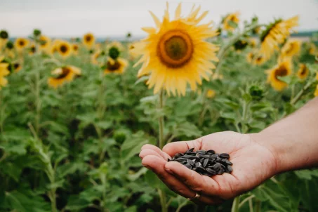 Les bienfaits des graines de tournesol