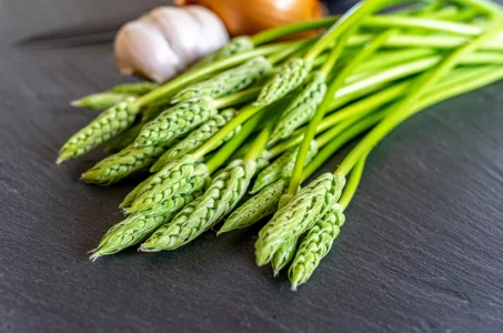 L'asperge sauvage : comment l'identifier et vérifier sa non-toxicité