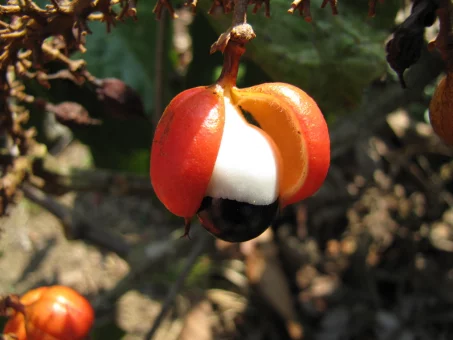 Est-ce que le guarana fait maigrir ?