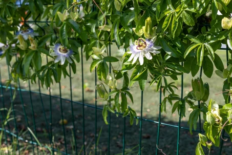 La passiflore : une plante aux multiples bienfaits pour votre santé