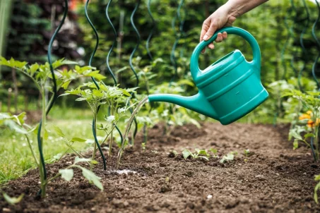 Potager : quels fruits et légumes poussent le plus facilement ?