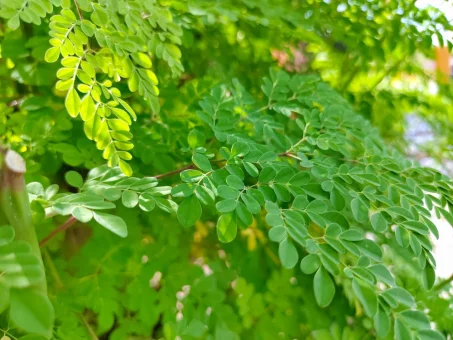 Les bienfaits du moringa