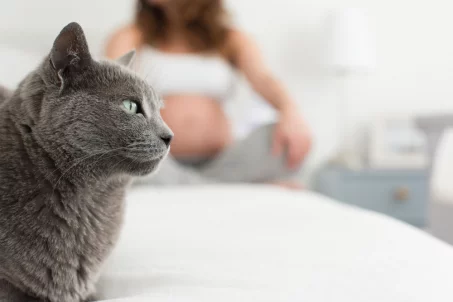 La toxoplasmose : Comprendre et prévenir cette infection