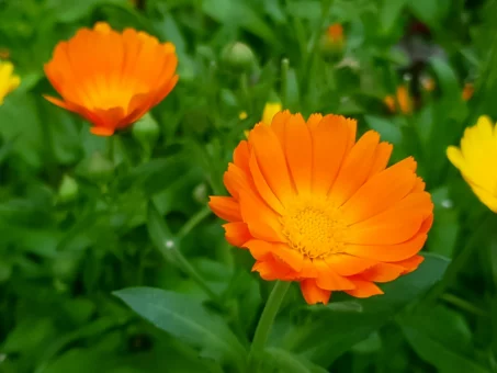 Les bienfaits de la calendula