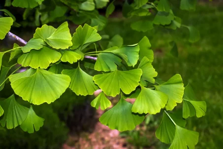 Les bienfaits du ginkgo biloba