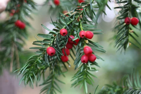 Les bienfaits de l'if, un arbre à connaître