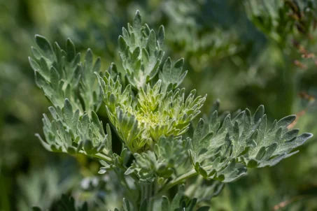 Les bienfaits de l'armoise : une plante médicinale aux multiples vertus