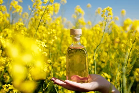 Quelles différences entre huile de colza et huile de canola ?