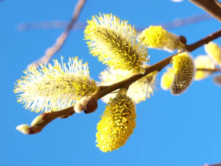 Tout savoir sur le pollen de saule fruitier