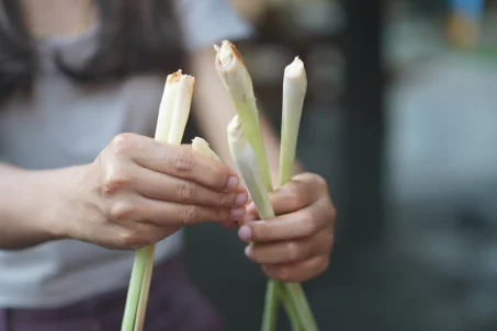 La citronnelle : peut-elle vous aider à maigrir ?