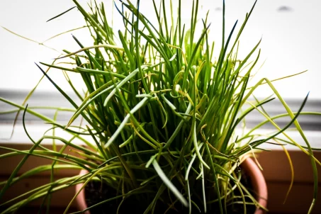 Les bienfaits de la ciboulette : une herbe aromatique à connaître 