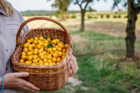 Les bienfaits de la mirabelle : une petite prune aux grandes vertus .