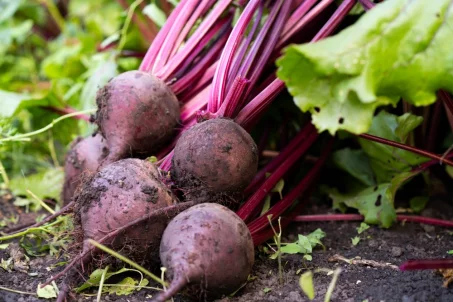 10 légumes qui font grossir : mythe ou réalité ?