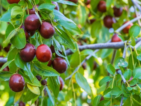 Les bienfaits du jojoba : un trésor pour la santé et la beauté