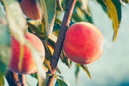 Les fruits de saison du mois de septembre