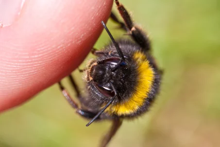 Comment soulager une piqûre d'abeille ?