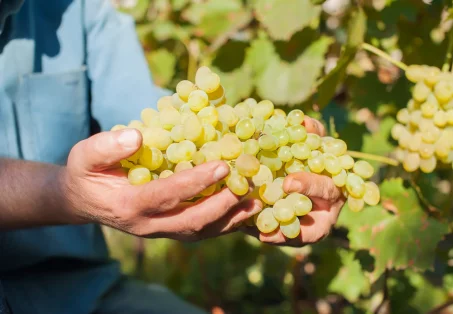 Les bienfaits du raisin blanc : un trésor de santé