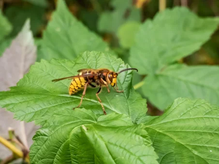 Comment soulager une piqûre de frelon ?