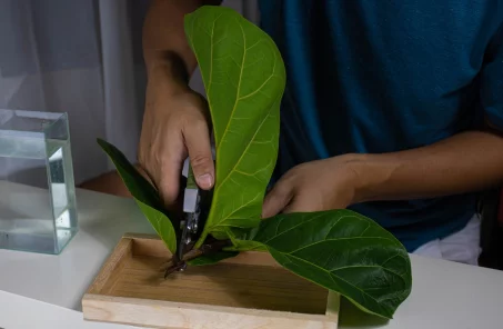 Comment utiliser les feuilles de figuier en cuisine ?