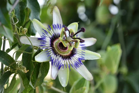 La passiflora fait-elle dormir ? 