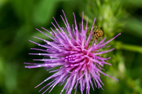 Les bienfaits du chardon-Marie : une plante aux multiples vertus pour la santé