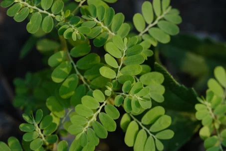 Le moringa : une plante aux bienfaits surprenants pour votre santé !