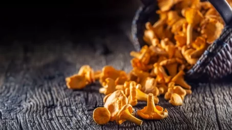 Les girolles : bienfaits, calories et utilisation en cuisine