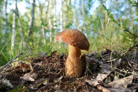 Quels champignons ramasser en forêt ?