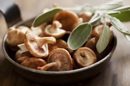 Quels sont les différents types de champignons ?