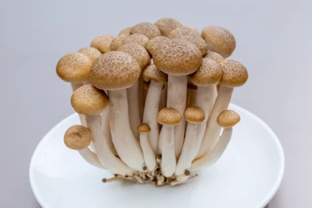 Les champignons Shimeji : bienfaits, calories et utilisation en cuisine