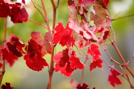 Les bienfaits de la vigne rouge