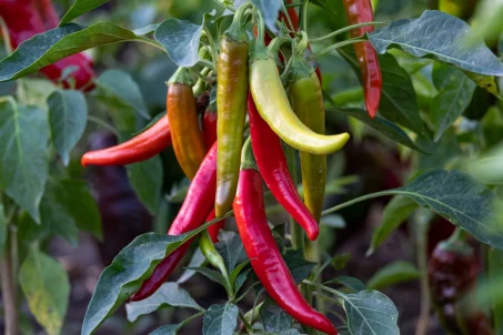 Les bienfaits du piment de Cayenne : un allié santé