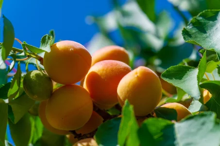 5 bonnes raisons de manger des abricots