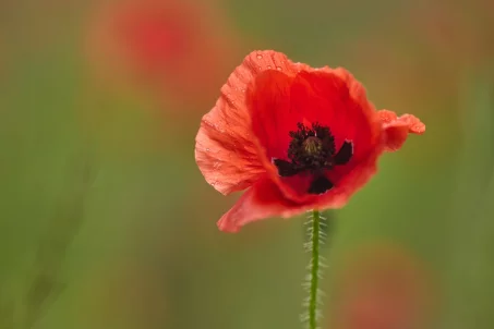 Les bienfaits du coquelicot sur la santé